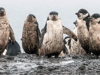 P1010391a  Wij zijn vies (jonge pinguïns hebben nog geen vetlaag op hun veren, daarom kunnen ze het water nog niet in)