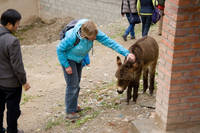 7978.jpg Inge met een ezeltje in Xiahe

