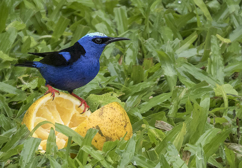 Blauwe suikervogel, mannetje