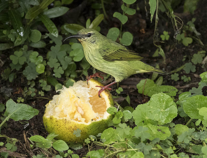 Blauwe suikervogel, vrouwtje Blauwe suikervogel, vrouwtje