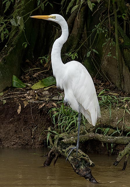 een grote zilverreiger een grote zilverreiger