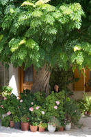 Cyprus, Omodos, vrouwtje achter de bloempotten Cyprus, Omodos, vrouwtje achter de bloempotten