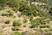 Cyprus, Bij het Trooditissa klooster Cyprus, Bij het Trooditissa klooster