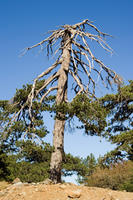 Cyprus, Wandeltocht bij Troodos (Artemis trail) Cyprus, Wandeltocht bij Troodos (Artemis trail)