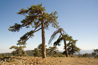 Cyprus, Wandeltocht bij Troodos (Artemis trail) Cyprus, Wandeltocht bij Troodos (Artemis trail)