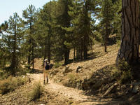 Cyprus, Wandeltocht bij Troodos (Artemis trail) Cyprus, Wandeltocht bij Troodos (Artemis trail)