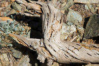Cyprus, Fraaie boomstronken Cyprus, Fraaie boomstronken