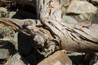 Cyprus, Fraaie boomstronken Cyprus, Fraaie boomstronken