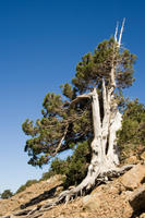 Cyprus, Artemis trail Cyprus, Artemis trail