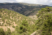 Cyprus, Bij Platres. Wandeling terug van de Kalidonia waterval naar Psilo Dendro. Cyprus, Bij Platres. Wandeling terug van de Kalidonia waterval naar Psilo Dendro.