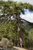 Cyprus, Persephone wandeling bij Troodos, black pine Cyprus, Persephone wandeling bij Troodos, black pine