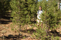 Cyprus, Persephone wandeling bij Troodos. Erica bij nieuwe aanplant van 1970. Na 35 jaar nog zo klein... Cyprus, Persephone wandeling bij Troodos. Erica bij nieuwe aanplant van 1970. Na 35 jaar nog zo klein...