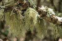 Cyprus, Madari ridge trail, 1e etappe. Mossen (en dat met die droogte) Cyprus, Madari ridge trail, 1e etappe. Mossen (en dat met die droogte)