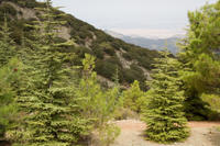 Cyprus, Madari ridge trail, 1e etappe. Cederbomen Cyprus, Madari ridge trail, 1e etappe. Cederbomen