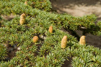 Cyprus, Madari ridge trail, 1e etappe. Cederbomen Cyprus, Madari ridge trail, 1e etappe. Cederbomen