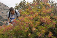 Cyprus, Madari ridge trail, 1e etappe. Struik met roze en blauwe bessen en peulen. Cyprus, Madari ridge trail, 1e etappe. Struik met roze en blauwe bessen en peulen.