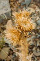 Cyprus, Madari ridge trail, 1e etappe. Cyprus, Madari ridge trail, 1e etappe.