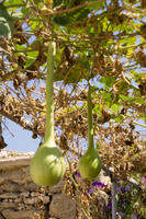 Cyprus, Neo Chorio Cyprus, Neo Chorio