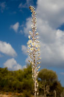 Cyprus, Aphrodite-trail