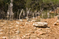 Cyprus, Aphrodite-trail