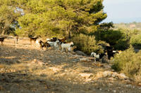 Cyprus, Wandeling Smigies bij Neo Chorio Cyprus, Wandeling Smigies bij Neo Chorio