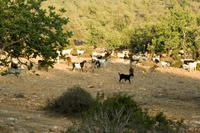 Cyprus, Wandeling Smigies bij Neo Chorio Cyprus, Wandeling Smigies bij Neo Chorio