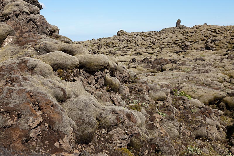 moskussens op lavavelden