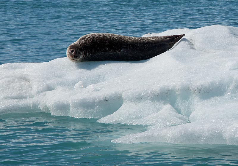 Jokulsarlon
