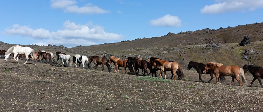 IJslandse paarden