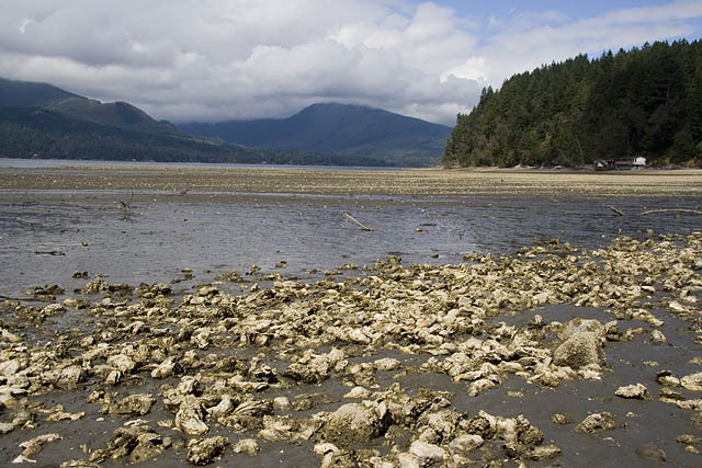Het Hood Canal, WA Het Hood Canal, WA