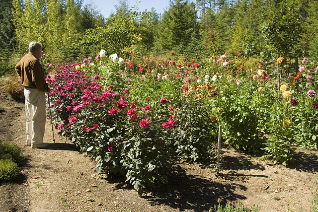 Dahlia's in de tuin van M en M Dahlia's in de tuin van M en M