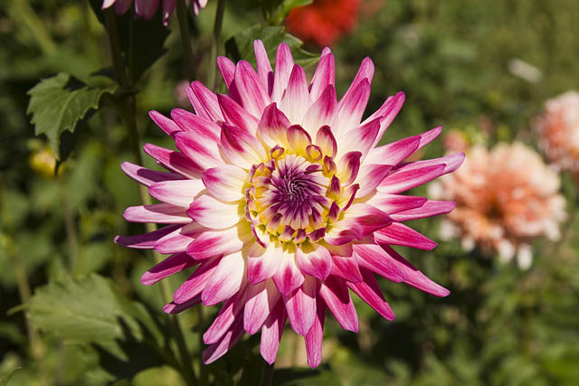 Dahlia Dahlia