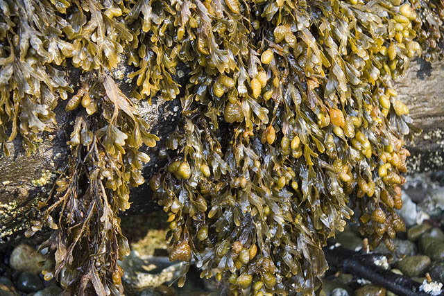 wieren bij het Hood Canal wieren bij het Hood Canal