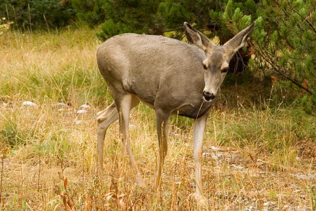 hertje elk