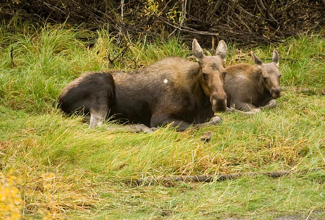 moose moose
