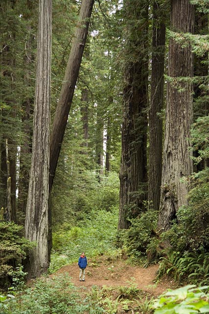 Redwoods zijn hoog Redwoods zijn hoog