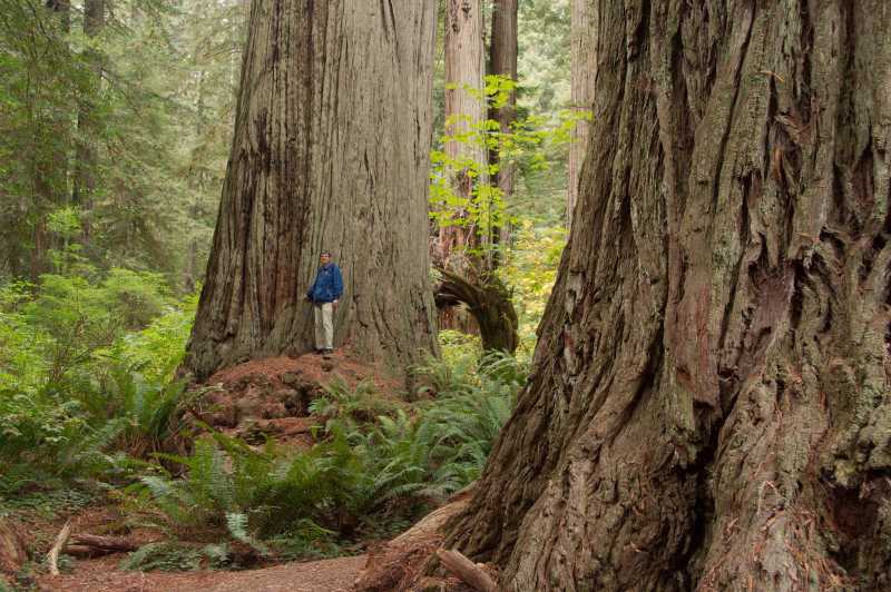 Redwoods zijn dik. klik op de foto voor een vergroting Redwoods zijn dik
