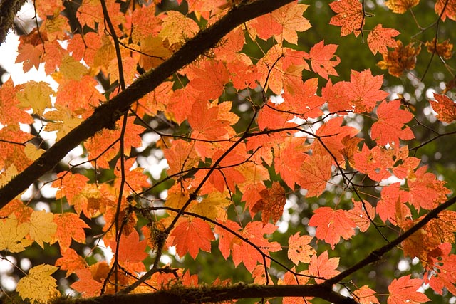 De prachtige rode kleuren van de maple De prachtige rode kleuren van de maple