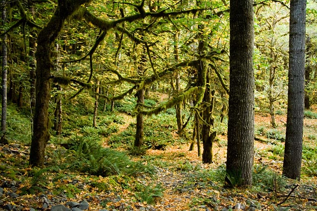 Olympic National Park - Quinault Rain Forest Olympic National Park - Quinault Rain Forest