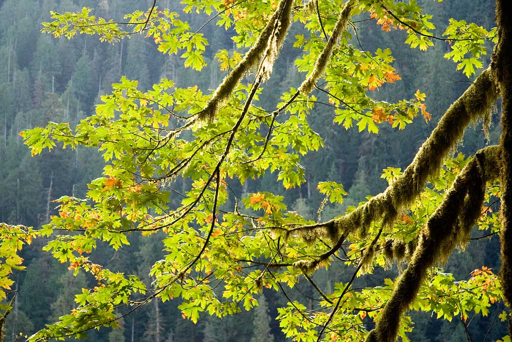 5384.jpg Olympic National Park - Quinault Rain Forest 5384.jpg Olympic National Park - Quinault Rain Forest