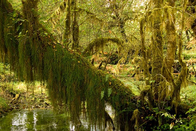 Olympic National Park - Hoh Rain Forest Olympic National Park - Hoh Rain Forest