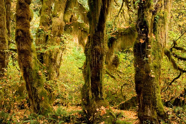 Olympic National Park - Hoh Rain Forest Olympic National Park - Hoh Rain Forest