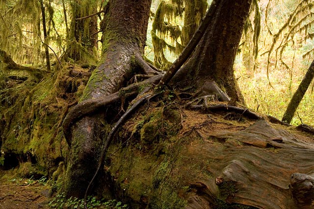 Olympic National Park - Hoh Rain Forest Olympic National Park - Hoh Rain Forest
