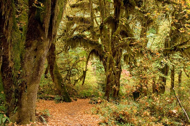 Olympic National Park - Hoh Rain Forest Olympic National Park - Hoh Rain Forest