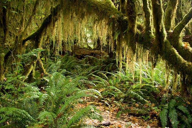 Olympic National Park - Hoh Rain Forest Olympic National Park - Hoh Rain Forest