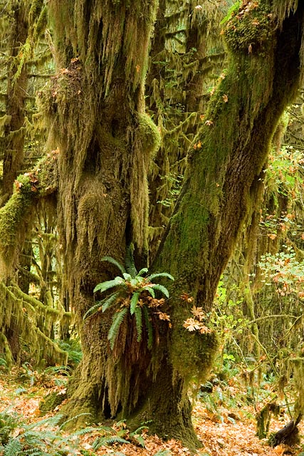 Olympic National Park - Hoh Rain Forest Olympic National Park - Hoh Rain Forest