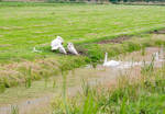 6681.jpg tussen Edam en Volendam
