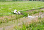 6681.jpg tussen Edam en Volendam
