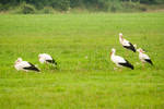 6790.jpg 17 ooievaars op dit weiland
