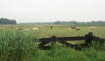 6797.jpg iets voor IJsselmuiden

